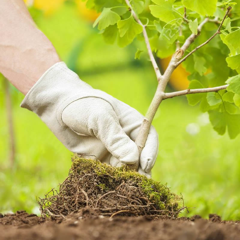 Tree Planting and Transplanting