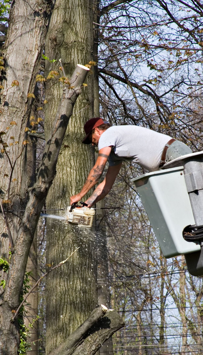 Tree Trimming