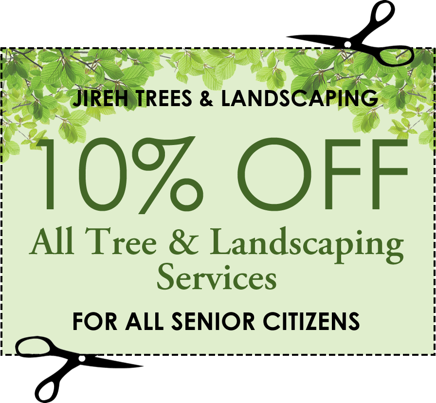 Senior Citizen Special